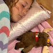 Load image into Gallery viewer, Twigs Moose Tooth Pillow